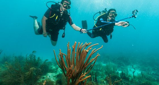 diving in bayahibe 